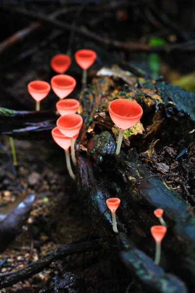 버섯 샴페인 — 스톡 사진