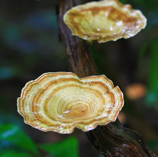 Funghi — Foto Stock