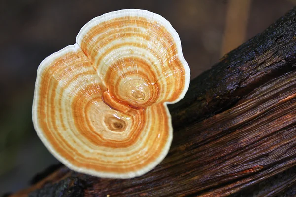 Mushrooms — Stock Photo, Image