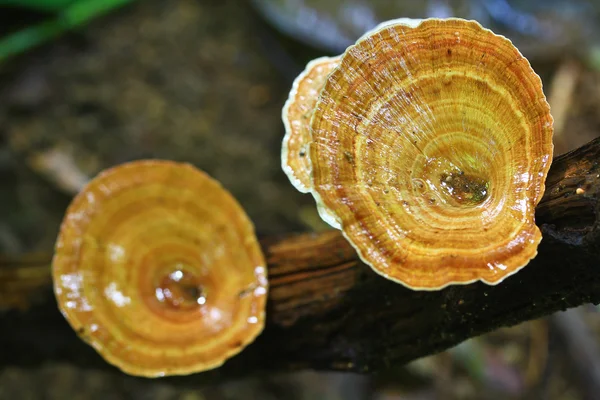 Cogumelos — Fotografia de Stock