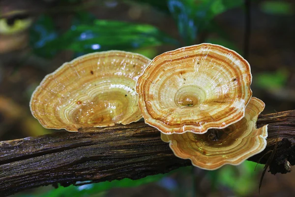 Cogumelos — Fotografia de Stock