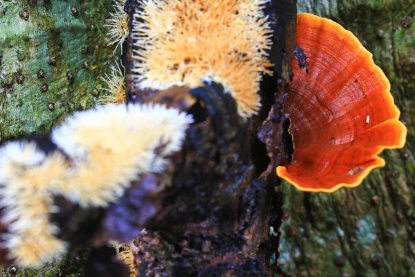 Mushrooms — Stock Photo, Image