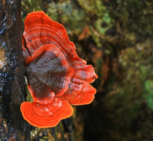 Paddenstoelen — Stockfoto