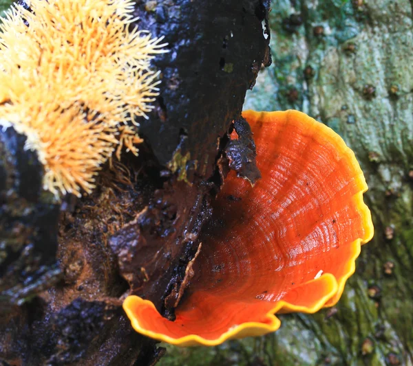 Mushrooms — Stock Photo, Image