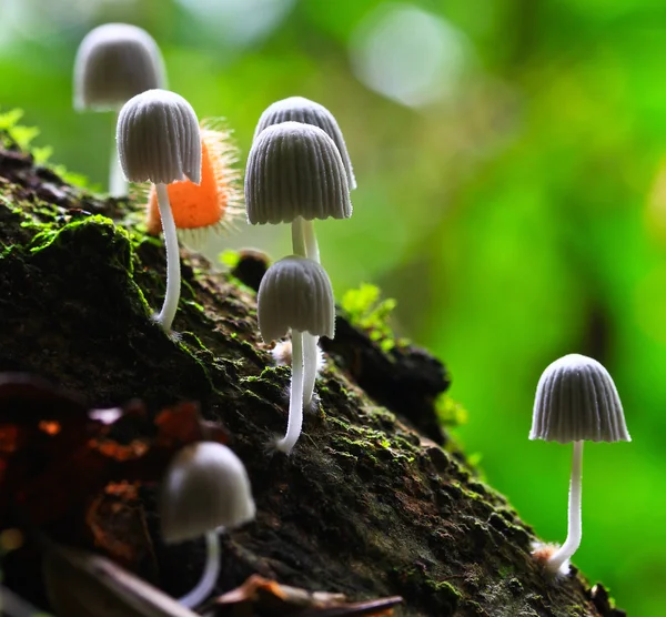 White mushrooms — Stock Photo, Image