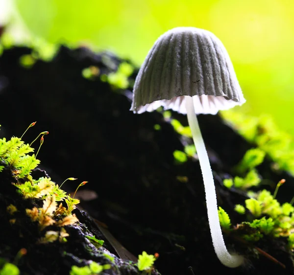 Witte champignons — Stockfoto