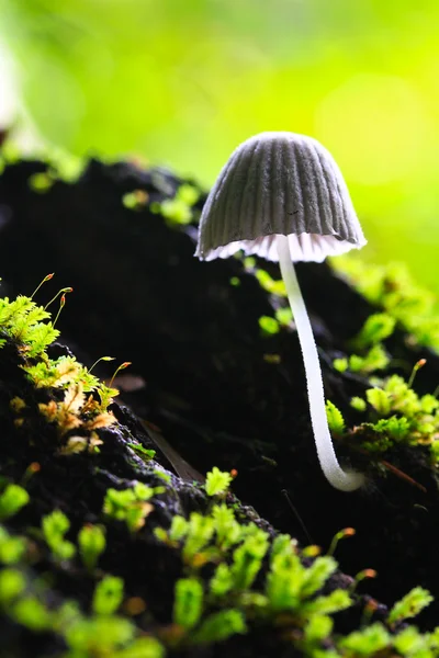 Witte champignons — Stockfoto