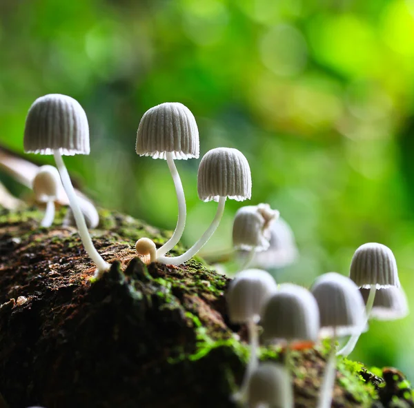 White mushrooms — Stock Photo, Image