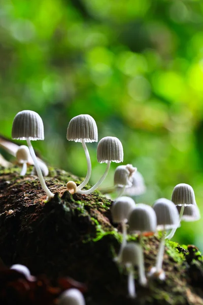 White mushrooms — Stock Photo, Image