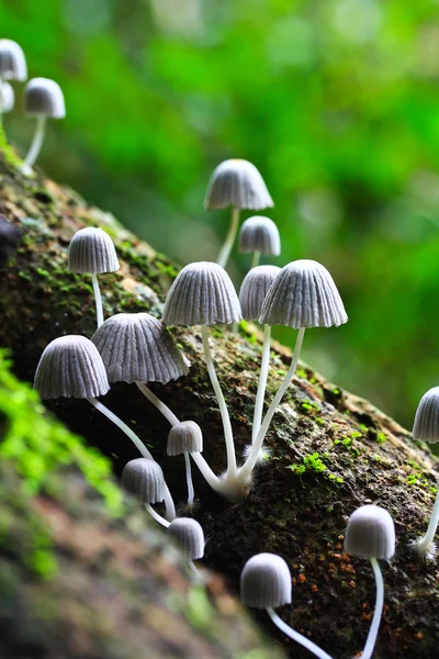 White mushrooms — Stock Photo, Image