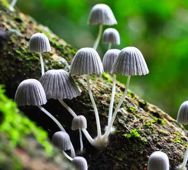 白蘑菇 — 图库照片