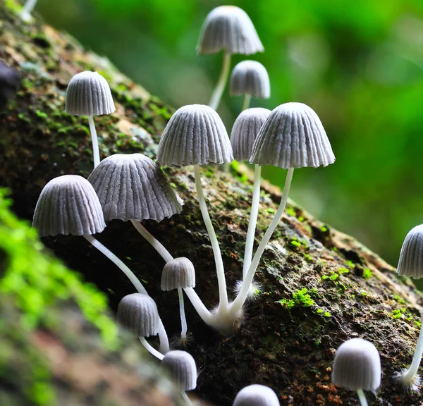 White mushrooms — Stock Photo, Image