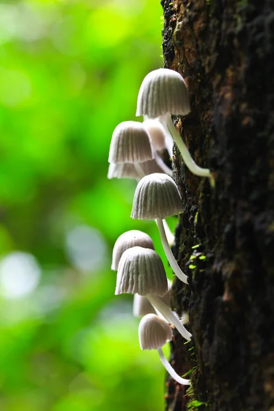 Weiße Pilze — Stockfoto