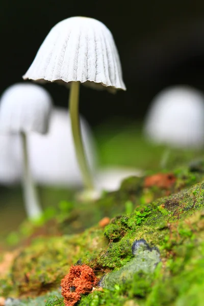 Witte champignons — Stockfoto