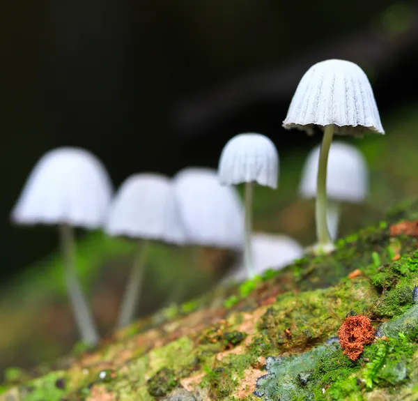 Weiße Pilze — Stockfoto