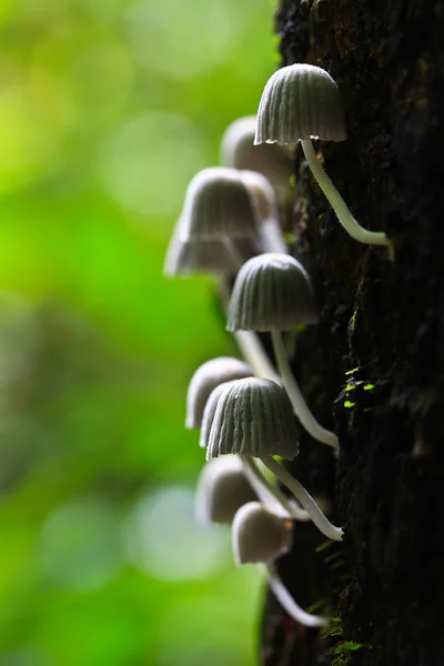 Witte champignons — Stockfoto