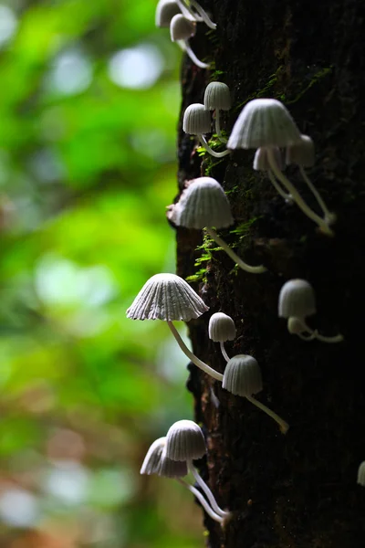 Witte champignons — Stockfoto