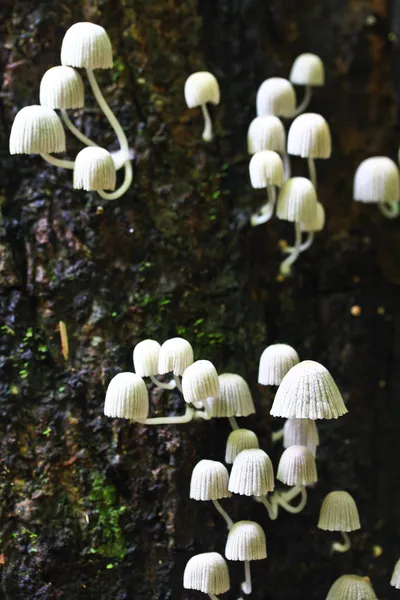 White mushrooms — Stock Photo, Image