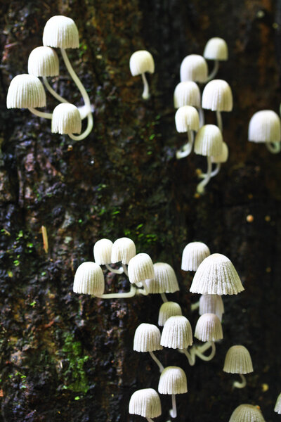 White mushrooms
