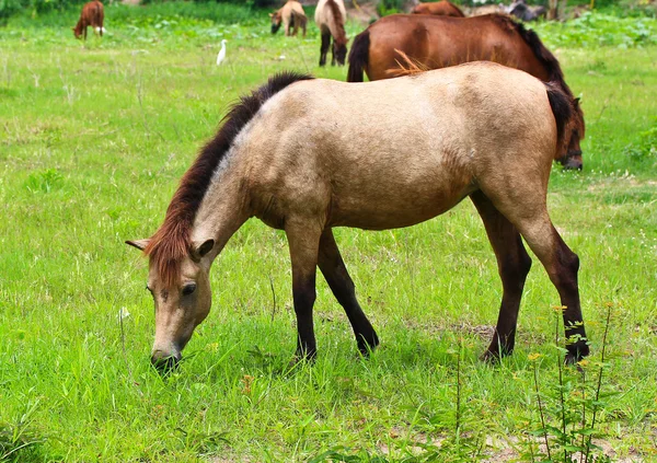 Horses eating grass — Stock Photo, Image