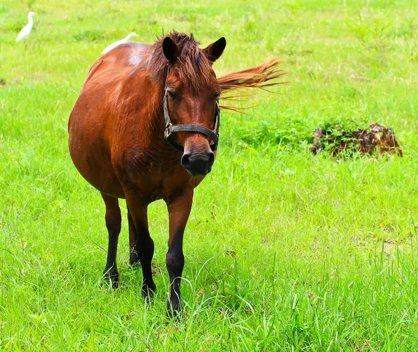 Horses eating grass — Stock Photo, Image