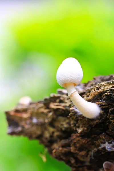 Mushrooms — Stock Photo, Image