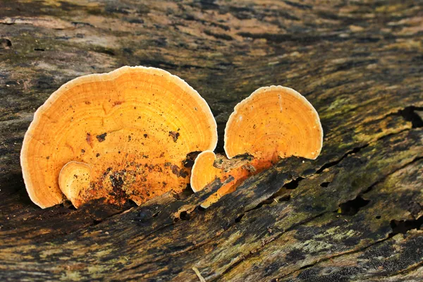 Mushrooms — Stock Photo, Image