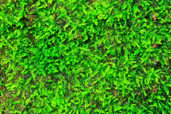 Groene mos — Stockfoto