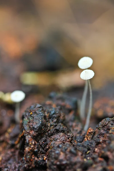 White mushrooms — Stock Photo, Image