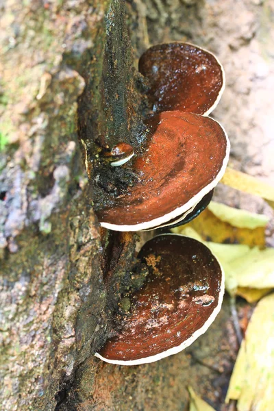 Paddenstoelen — Stockfoto