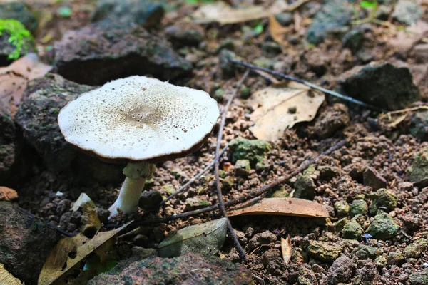 Funghi bianchi — Foto Stock