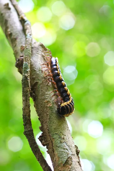 Heldere caterpillar — Stockfoto