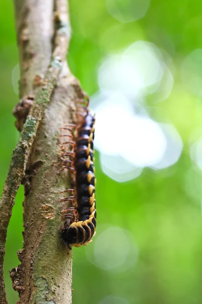 Heldere caterpillar — Stockfoto