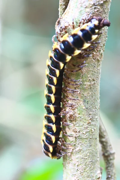 Bright caterpillar — Stock Photo, Image