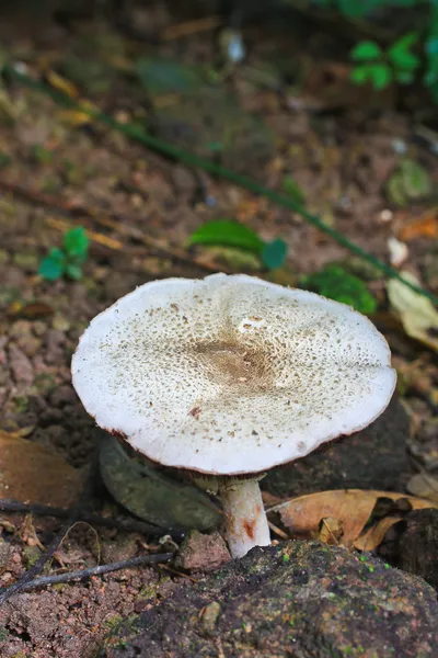 Witte champignons — Stockfoto