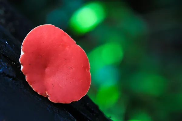 Paddenstoelen — Stockfoto