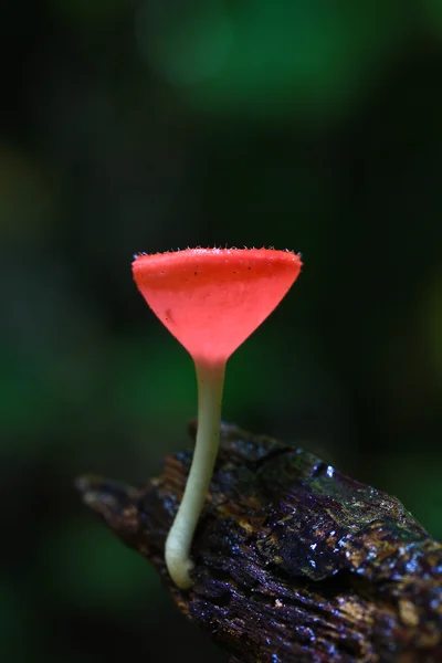 Houbová šampaňské — Stock fotografie