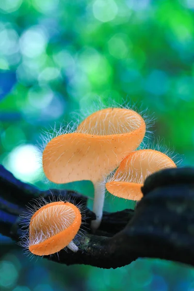 Mushroom Champagne — Stockfoto