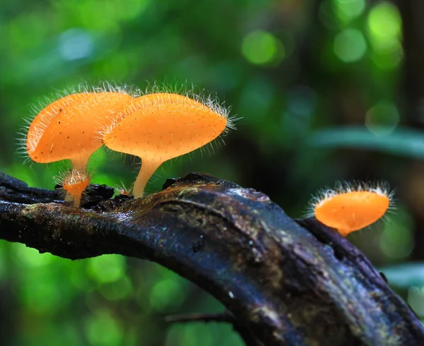 Mushroom Champagne — Stock Photo, Image