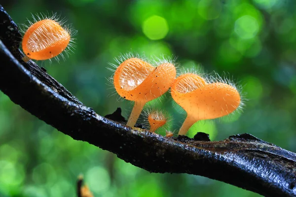 Mushroom Champagne — Stockfoto