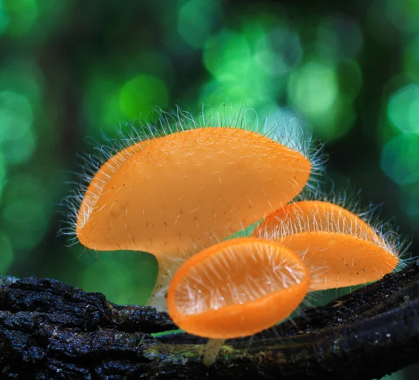 Mushroom Champagne — Stock Photo, Image