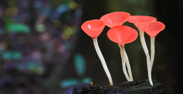 Mushroom Champagne — Stock Photo, Image