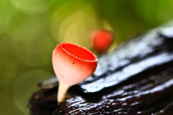 Mushroom Champagne — Stock Photo, Image