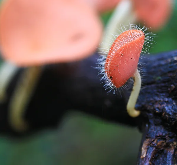 Mushroom Champagne — Stockfoto