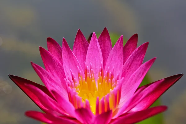 Krásné lotus — Stock fotografie