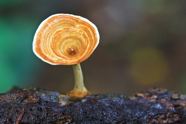 Mushrooms — Stock Photo, Image