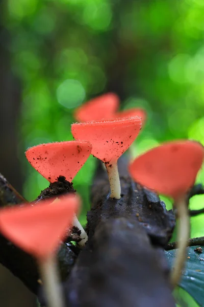 Mushroom Champagne — Stock Photo, Image