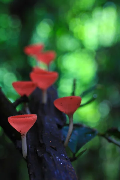 Mushroom Champagne — Stockfoto