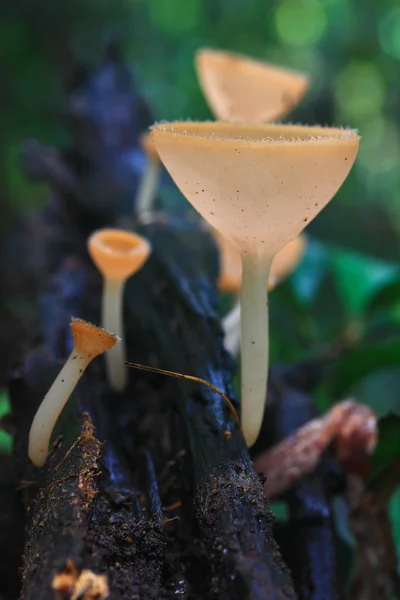 Mushroom Champagne — Stock Photo, Image