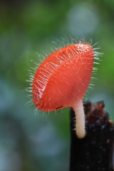 Mushroom Champagne — Stock Photo, Image